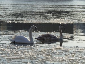 Schwäne im Winter