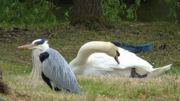 Schwan und Graureiher am Schwanenweiher Bad Bertrich