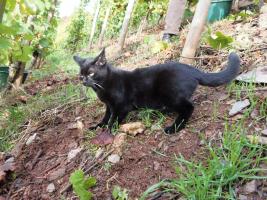 schwarze Katze im Weinberg