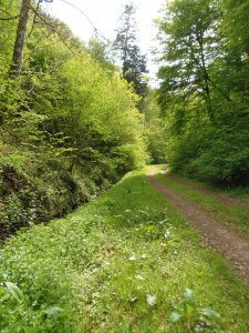 Seitental des Ues, Kondelwald, Dauselbachgraben