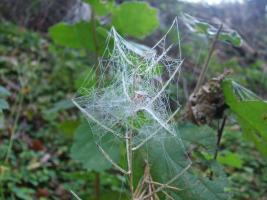 Spinnennetz im Morgentau