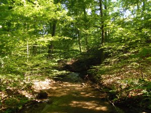 Springiersbach im Kondelwald 2