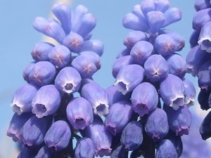 Traubenhyazinthe, Muscari