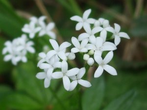 Waldmeister, Maikraut 2