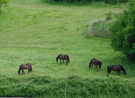 Weidende Pferde im Alfbachtal