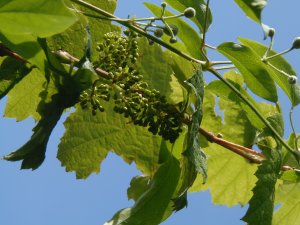 Weinrebe mit Fruchtansatz
