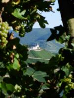 Weinstock mit Ausblick, Marienburg