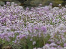 Wiesenschaumkraut