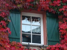 Wilder Wein umrahmtes Fenster