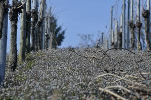 Frühling erster Bewuchs