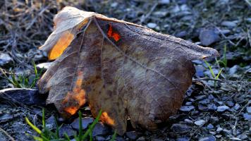 gefangenes Herbstlicht