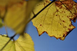 herbstliches Rieslingblatt