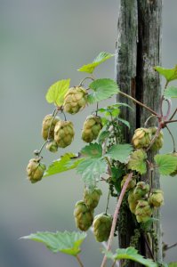 Hopfenrebe