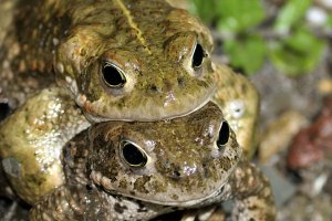 Kreuzkröte Bufo Calamita