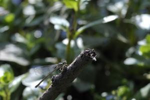 Libelle 2