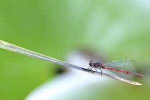 Libelle