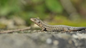 Mauereidechse