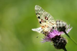 Mosel-Apollo Parnassius apollo vinningensis