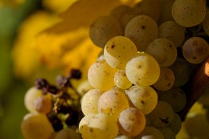 Riesling erntereif