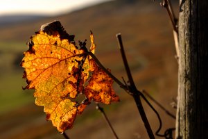 Riesling Herbstlaub