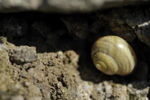 Schnecke