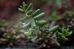 Sedum Wassertropfen