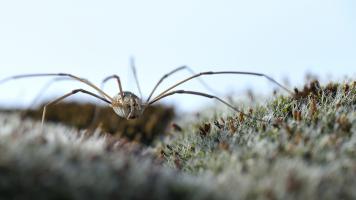 spinne
