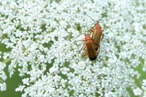 Weichkäfer