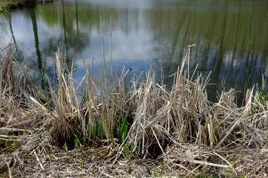 Am Weiher