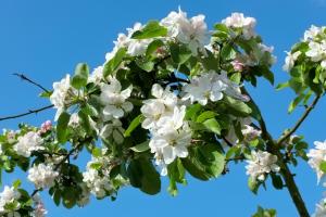 Apfelblüte