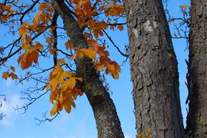 Baum im Herbst