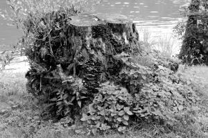 Baumstumpf am Bullayer Moselufer