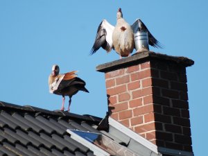 Begegnung auf dem Dach