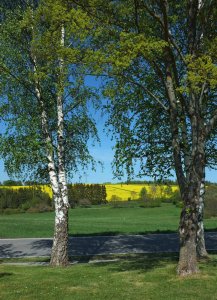 Birken in Mutterschied