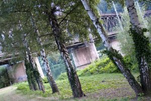 Birken vor Bullayer Brücke