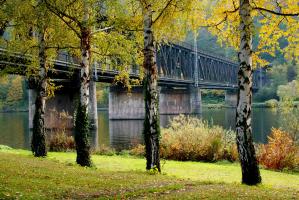 Birken vor der Bullayer Brücke