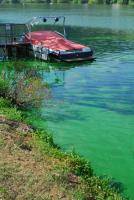Blaualgen in der Mosel