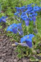 blaue Blumen