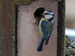 Blaumeise am Nistkasten