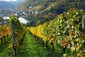 Blick aus den Bullayer Weinberg auf Alf