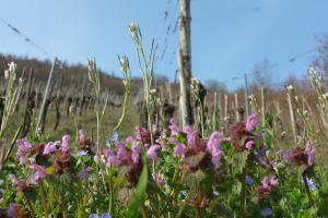 Blüten am Weinbergsrand