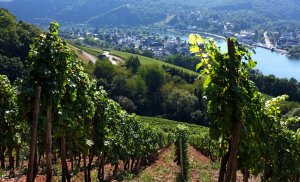 Bullay-Alf im Spätsommer