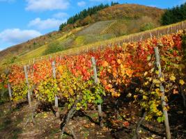 bunter Herbst