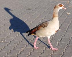 dem Schatten voraus
