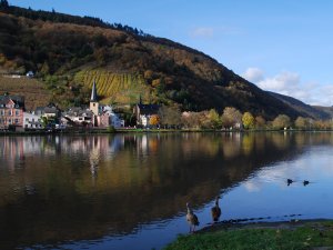 Entenpärchen vor Alf