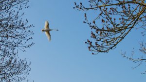 Flugzeug aus Fleisch und Blut