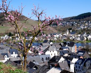 Frühling in Alf-Bullay