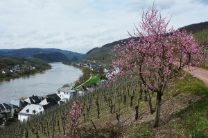 Frühlingboten bei Zell-Merl