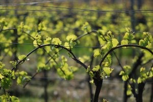 Geführt und gezogen