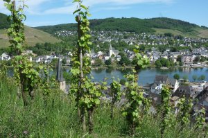 Heimat, mein Rebenland